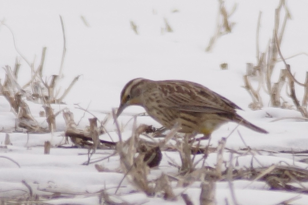 Western Meadowlark - ML646455757