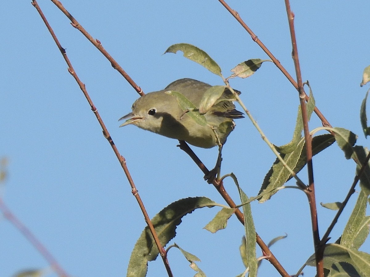 Orange-crowned Warbler - ML646455758