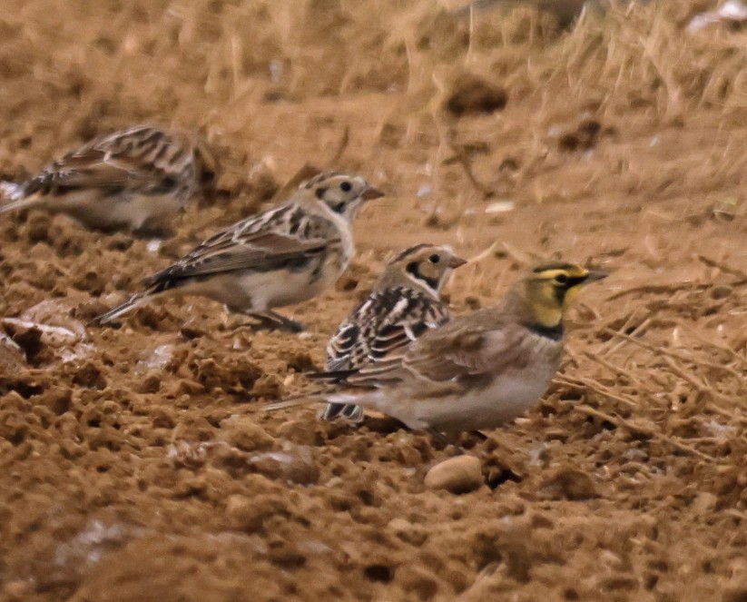 Horned Lark - ML646455759