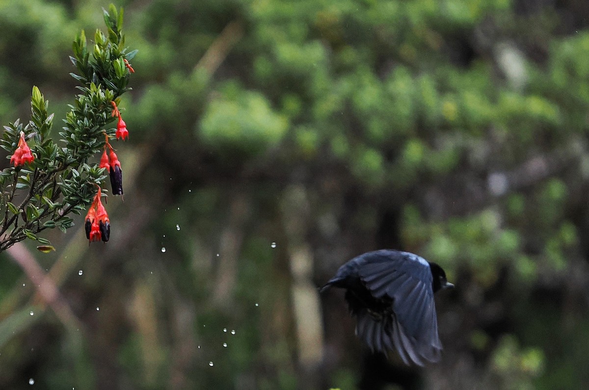 Glossy Flowerpiercer - ML646455761