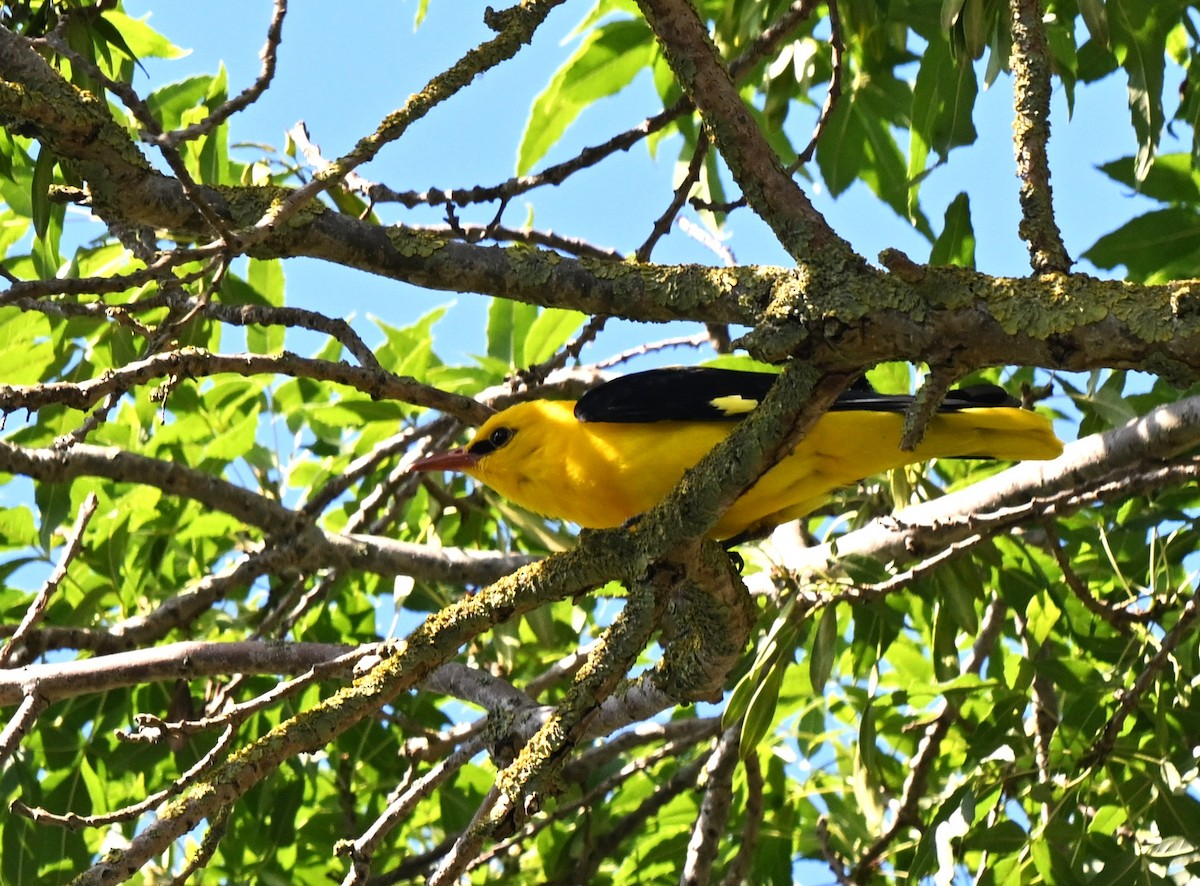 Eurasian Golden Oriole - ML646455762