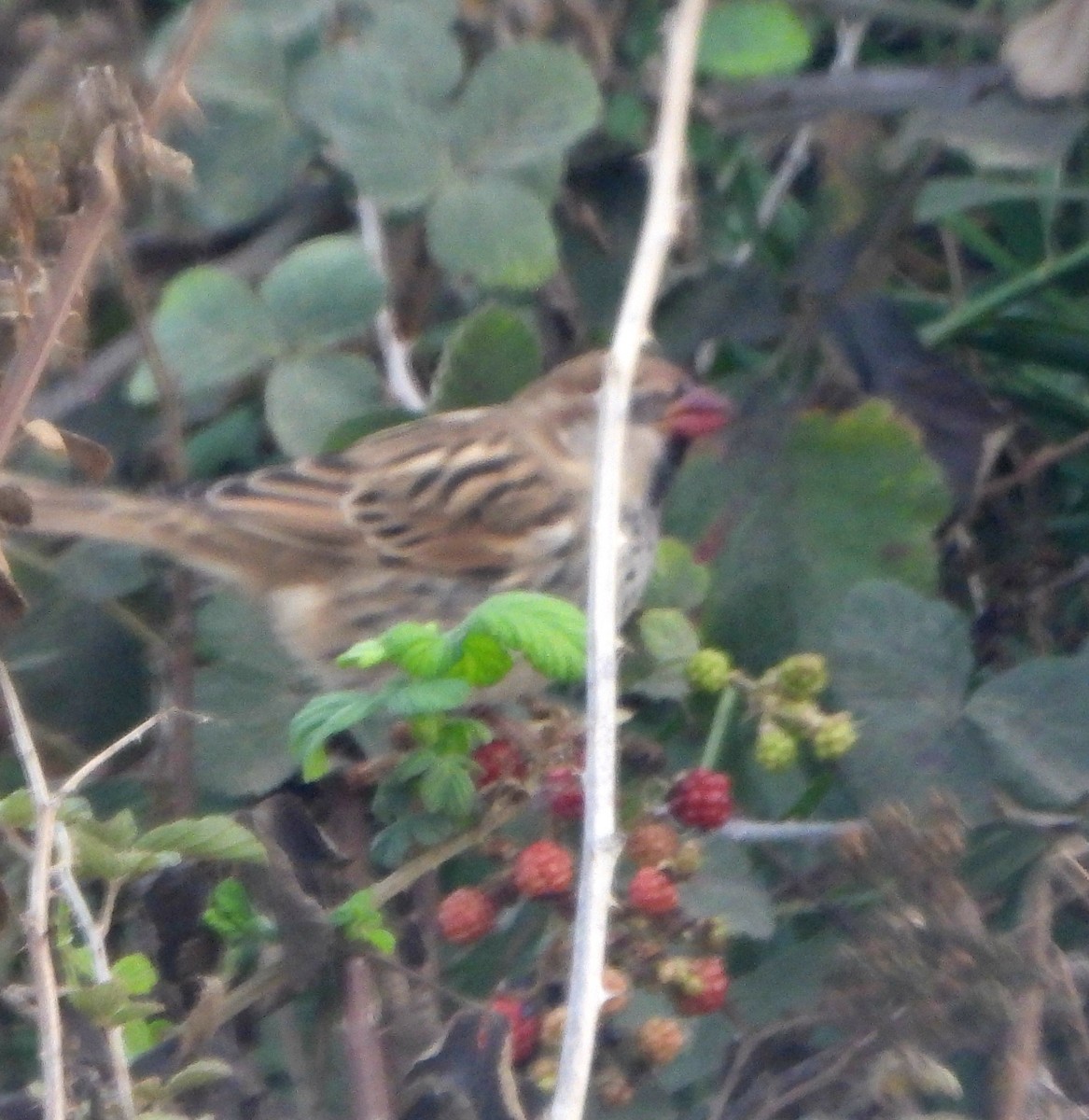 Spanish Sparrow - ML646455765