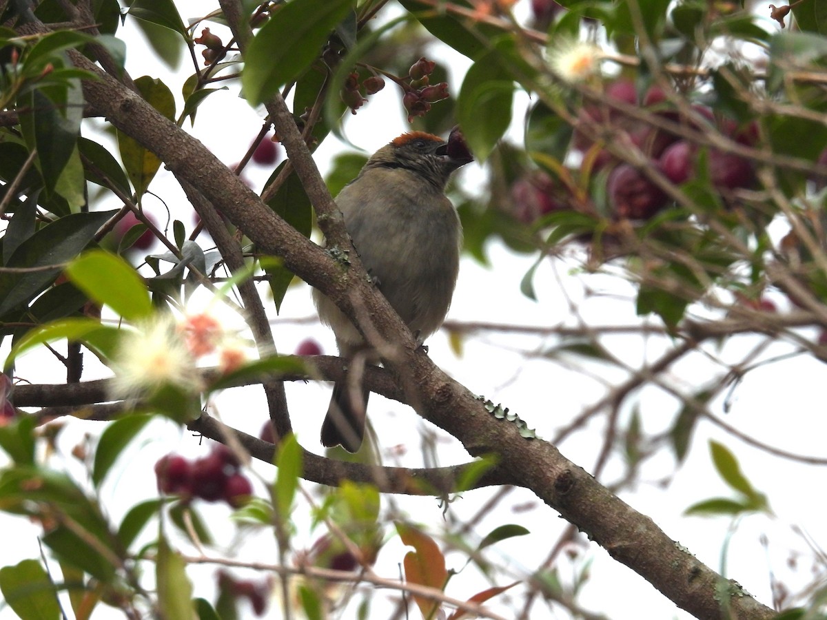 Scrub Tanager - ML646455766