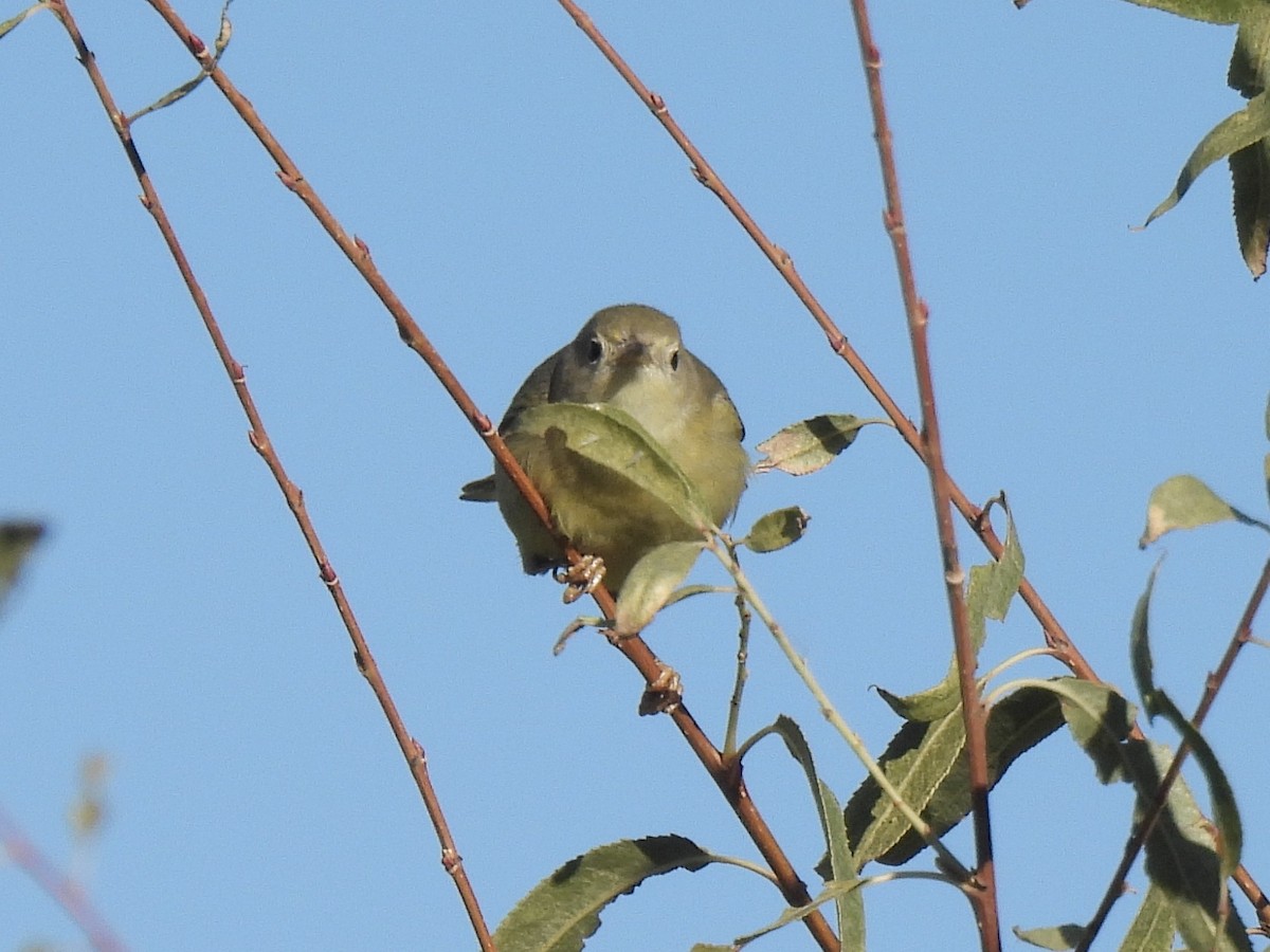 Orange-crowned Warbler - ML646455767