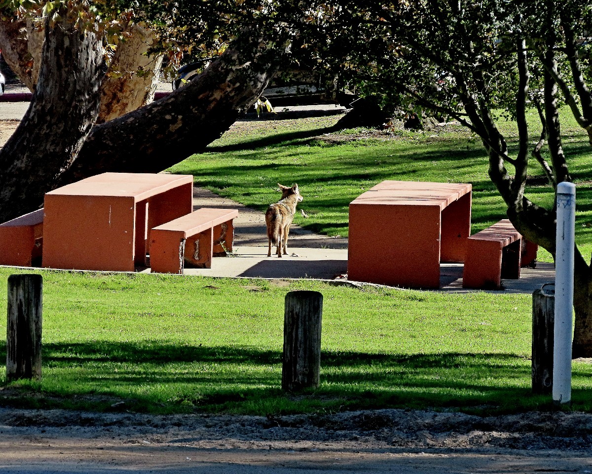 郊狼 - ML646455769