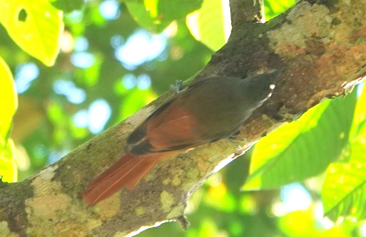 Olivaceous Woodcreeper - ML646455771