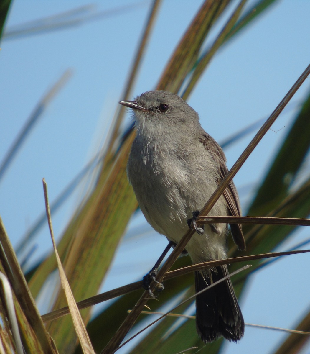 Sooty Tyrannulet - ML646455772
