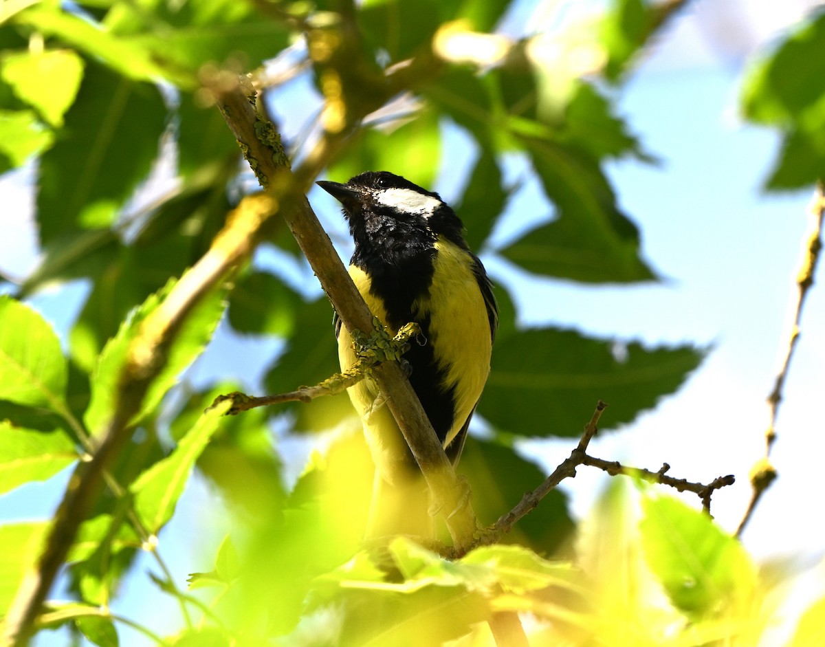 Great Tit - ML646455774