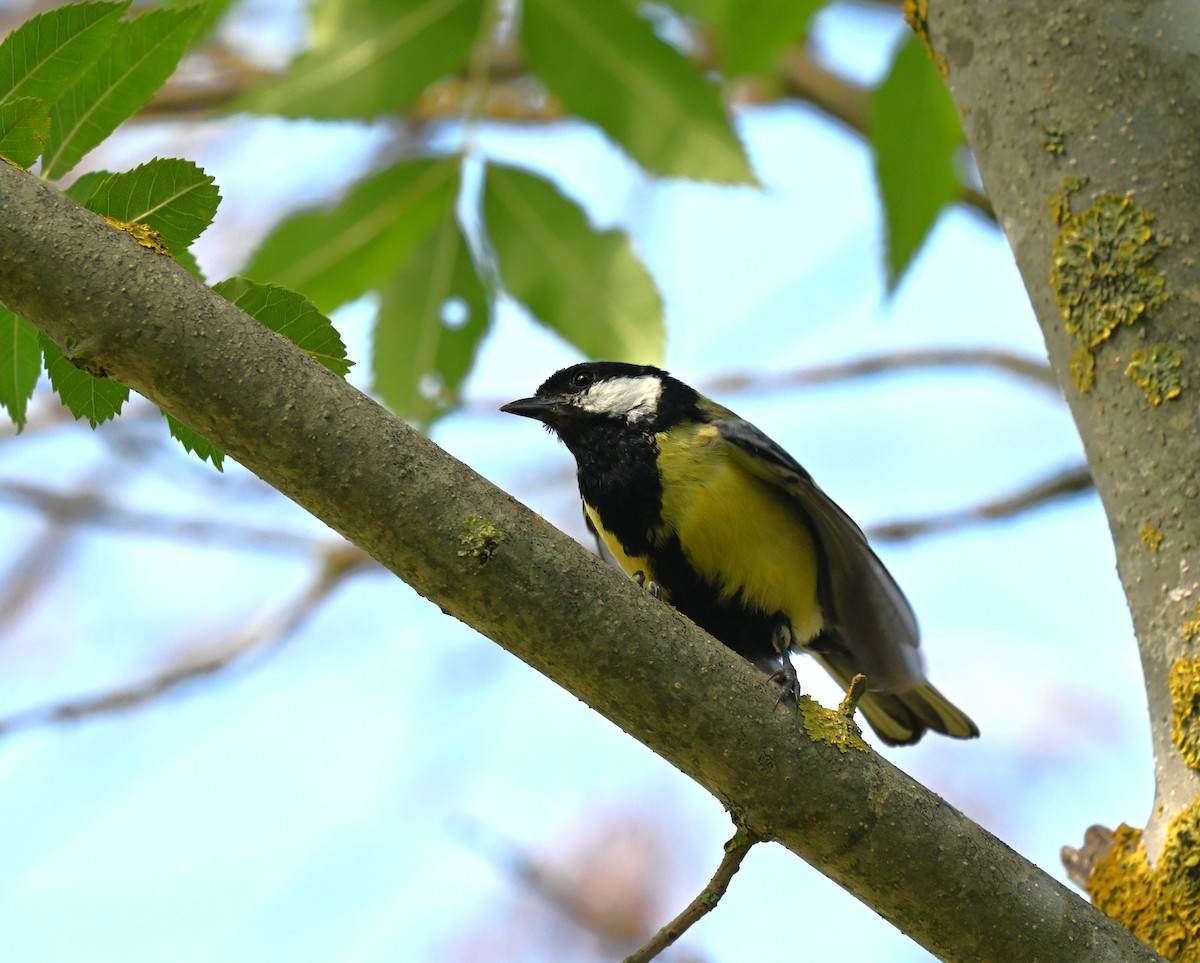 Great Tit - ML646455775