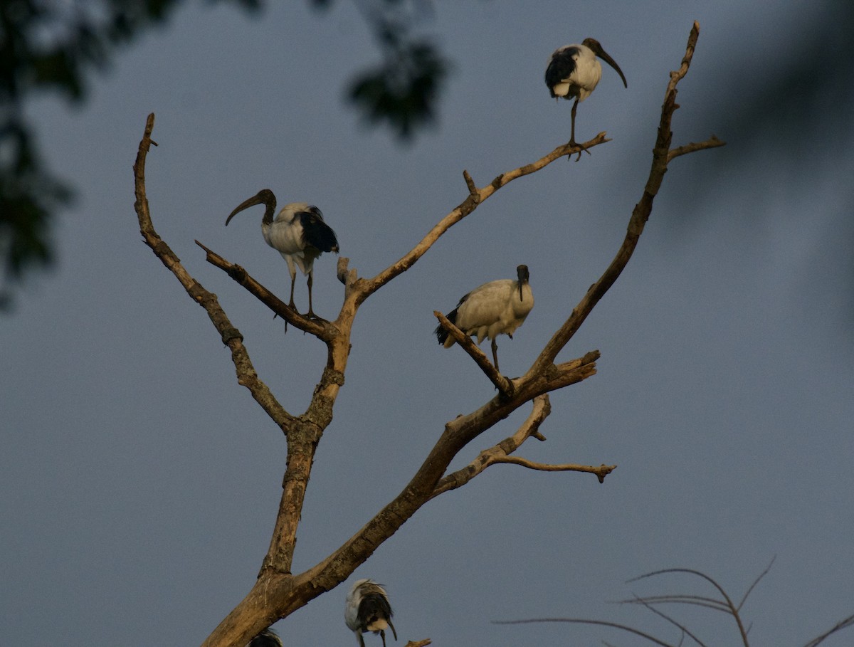 African Sacred Ibis - ML646455776