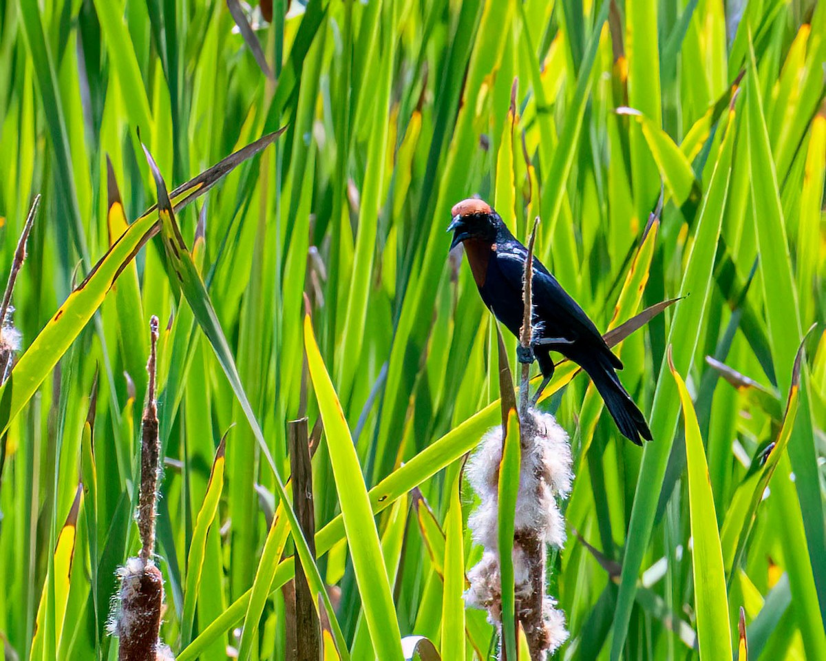 Chestnut-capped Blackbird - ML646455778