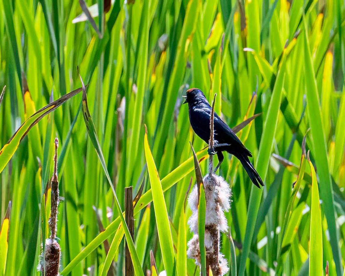 Chestnut-capped Blackbird - ML646455779