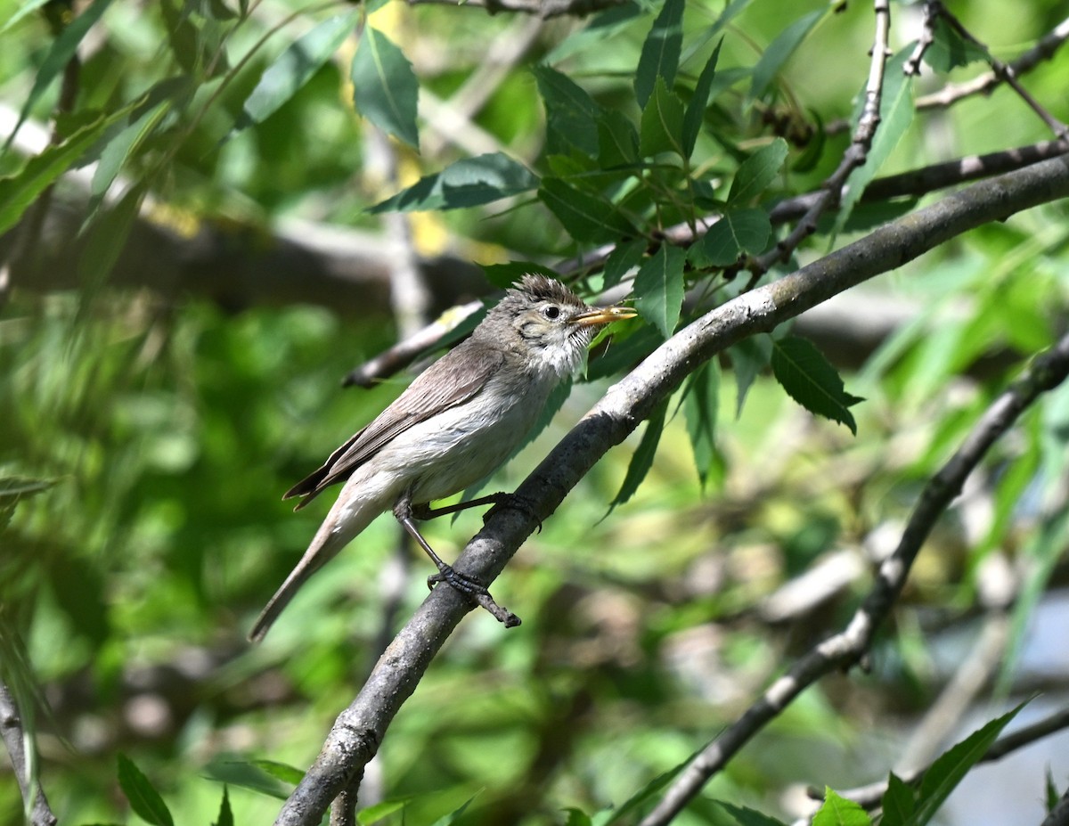 Eastern Olivaceous Warbler - ML646455781
