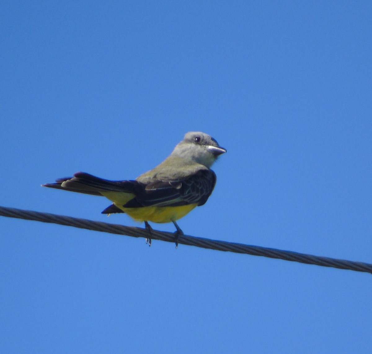 Tropical Kingbird - ML646455783