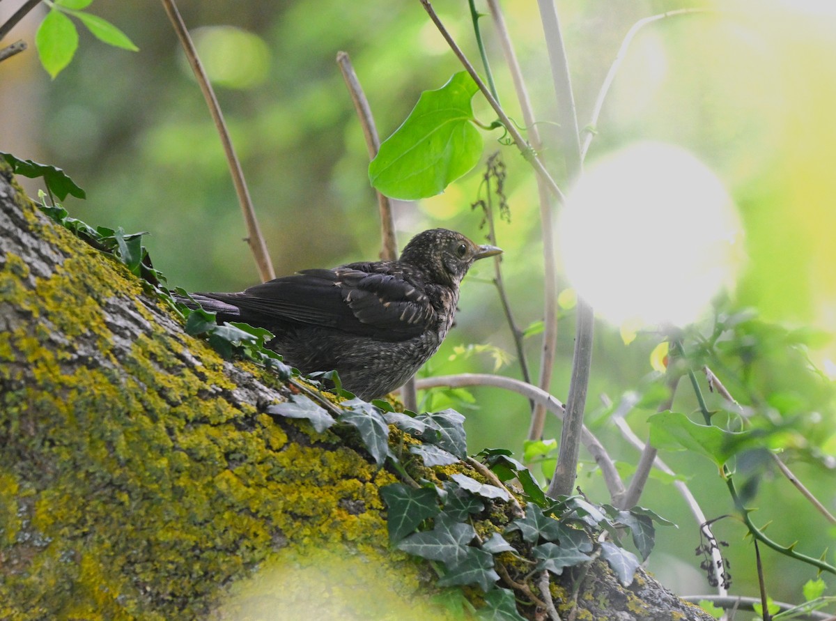 Eurasian Blackbird - ML646455785