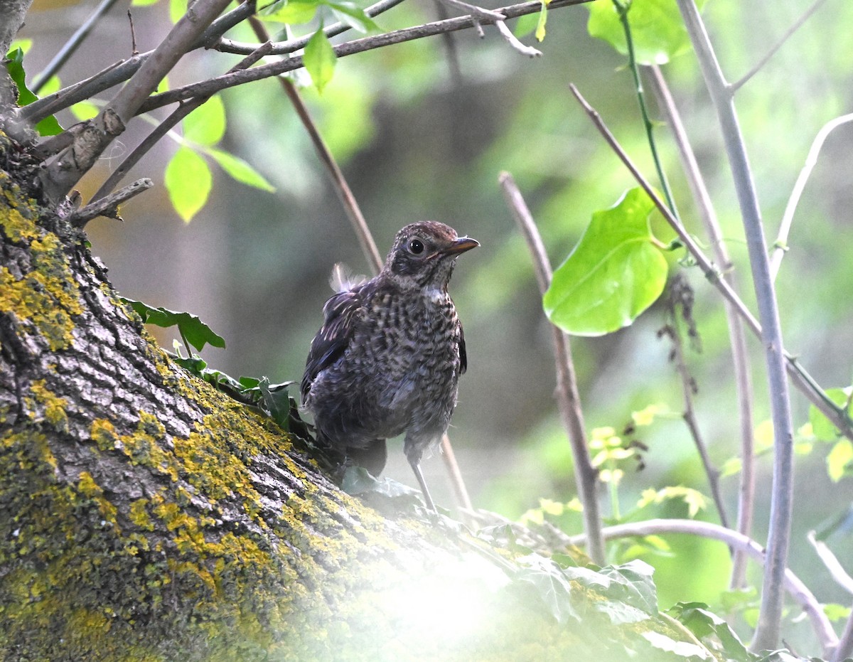 Eurasian Blackbird - ML646455786