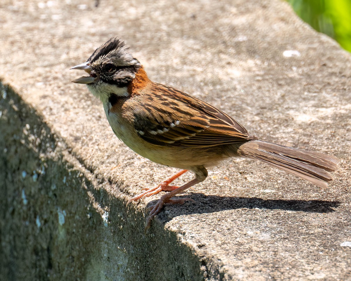 Rufous-collared Sparrow - ML646455787