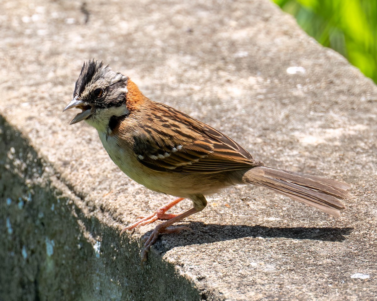 Rufous-collared Sparrow - ML646455788