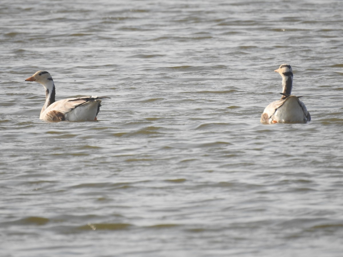 インドガン - ML646455789