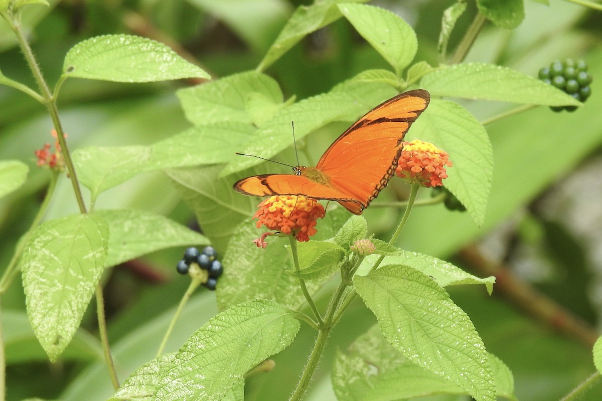 チャイロドクチョウ - ML646455790