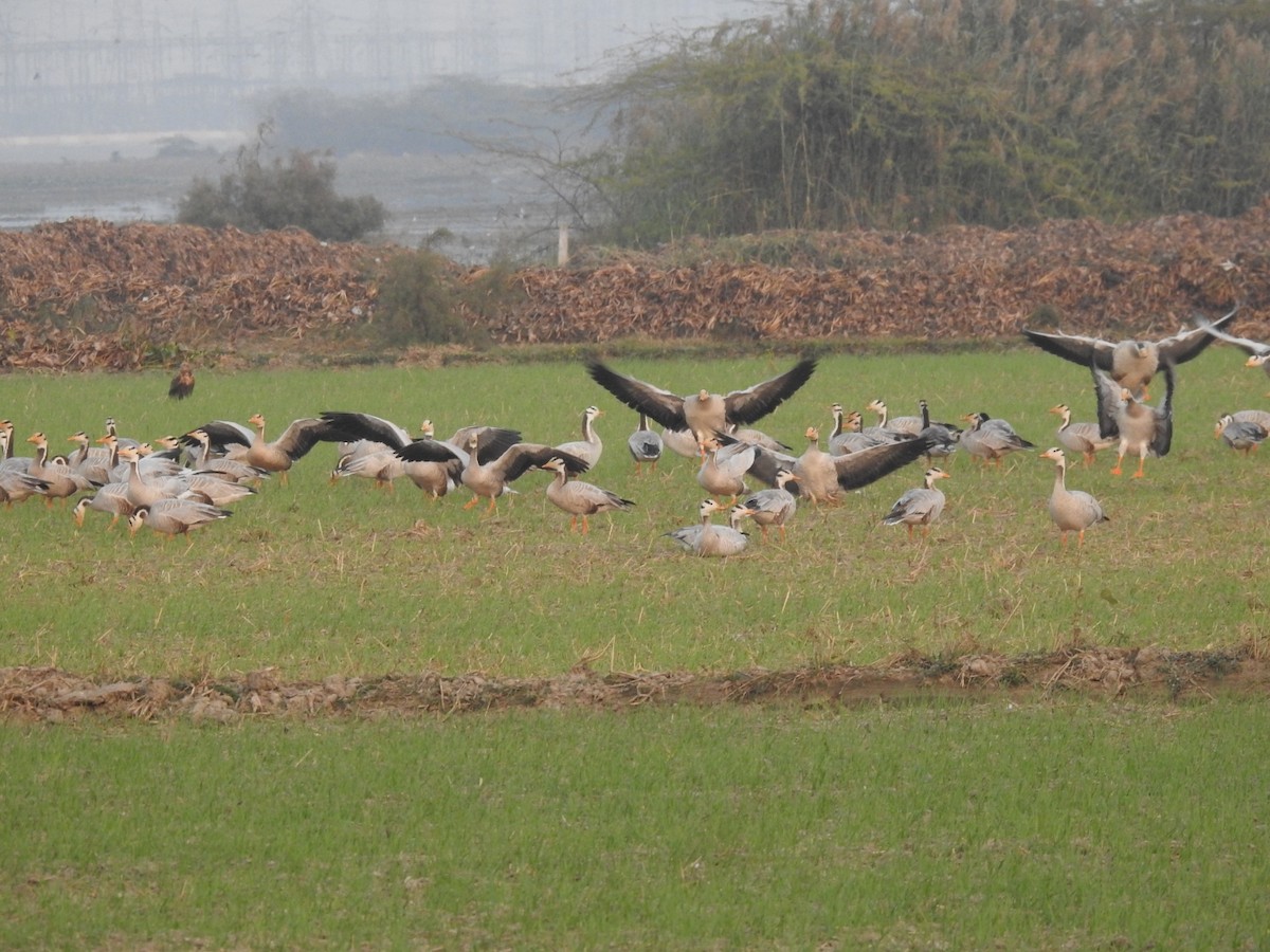 インドガン - ML646455791