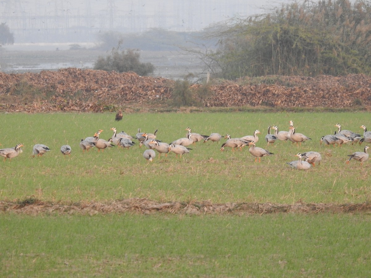 インドガン - ML646455792