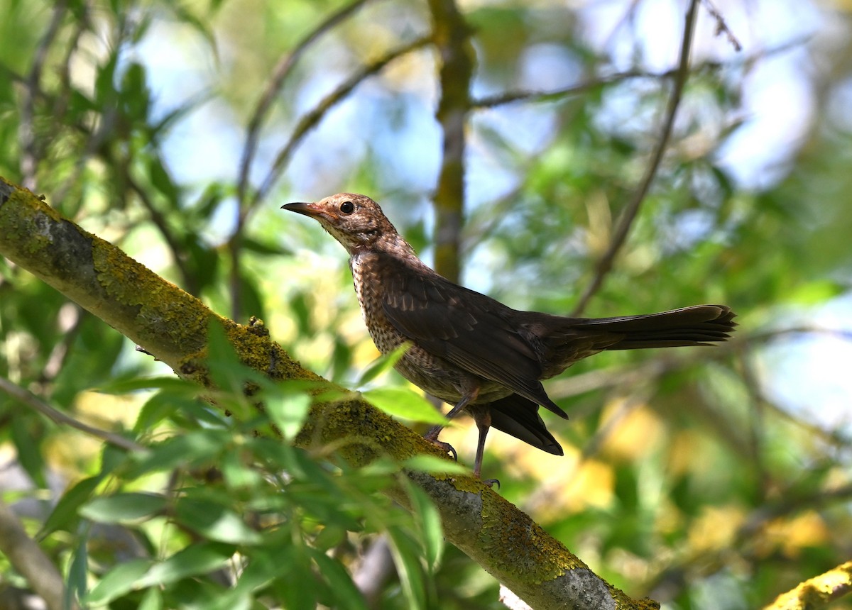 Karatavuk - ML646455794