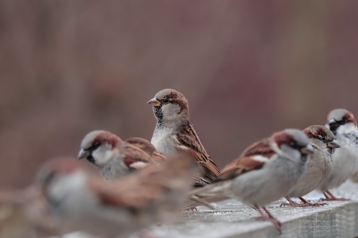House Sparrow - ML646455795