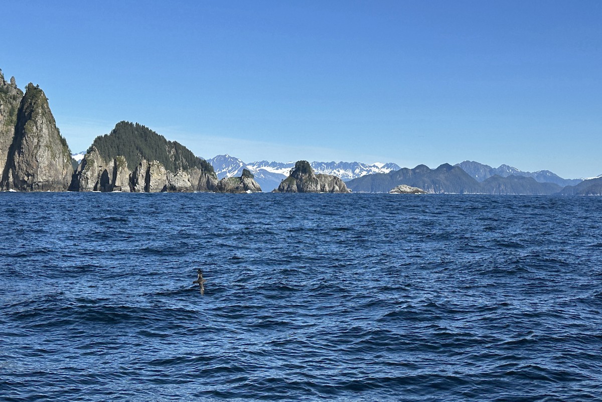 Sooty Shearwater - ML646455796