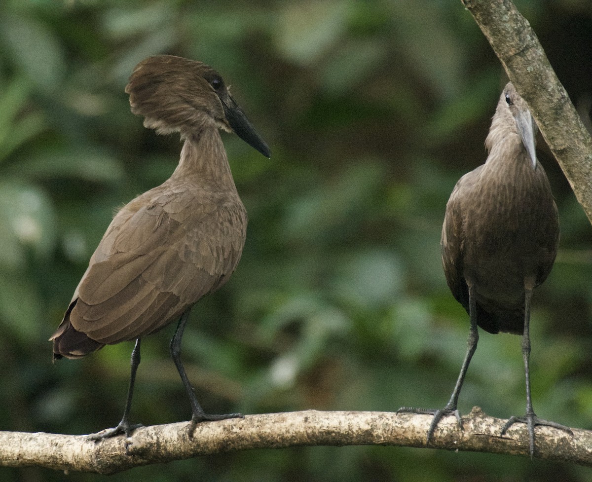 Mailuburua - ML646455798