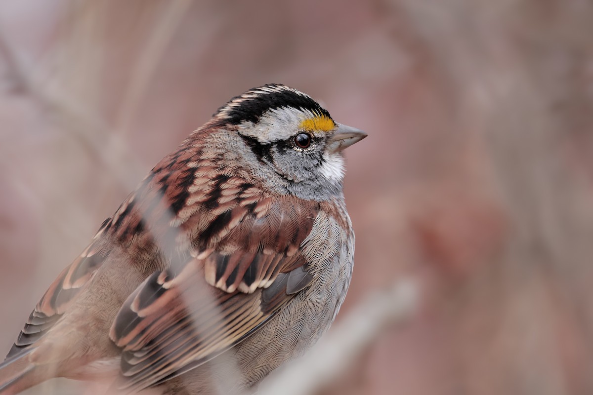 White-throated Sparrow - ML646455802