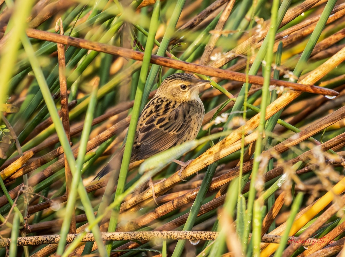 マキノセンニュウ - ML646455808