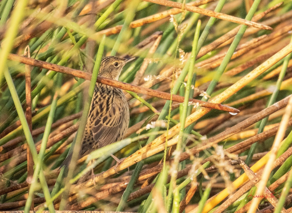 マキノセンニュウ - ML646455809