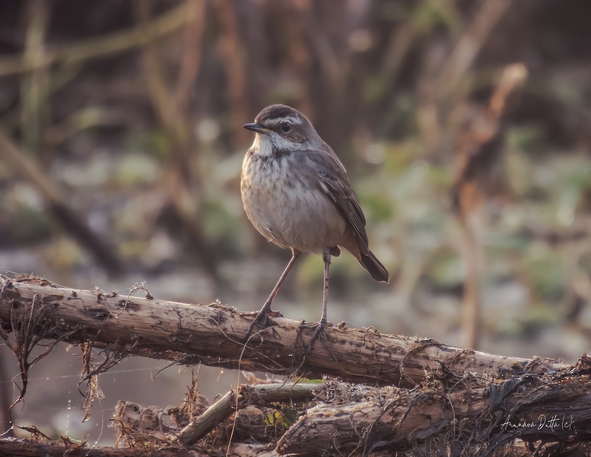 Bluethroat - ML646455819