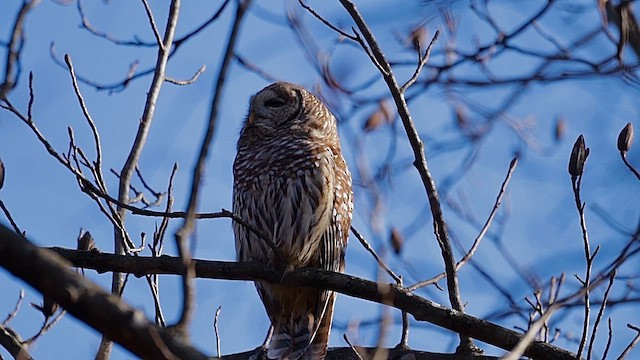 Barred Owl - ML646455820