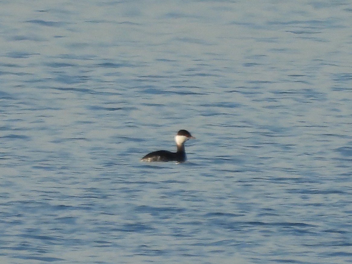 Horned Grebe - ML646455826