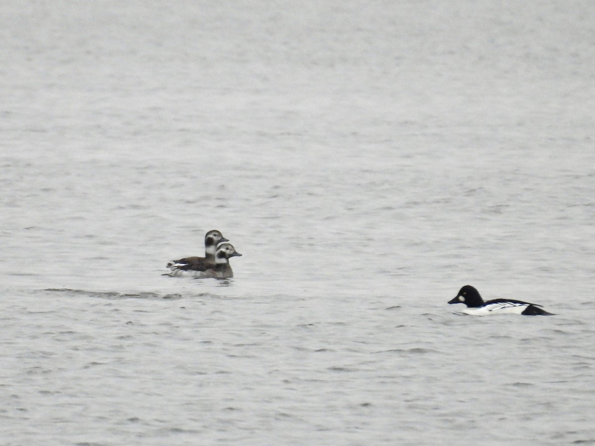 コオリガモ - ML646455829