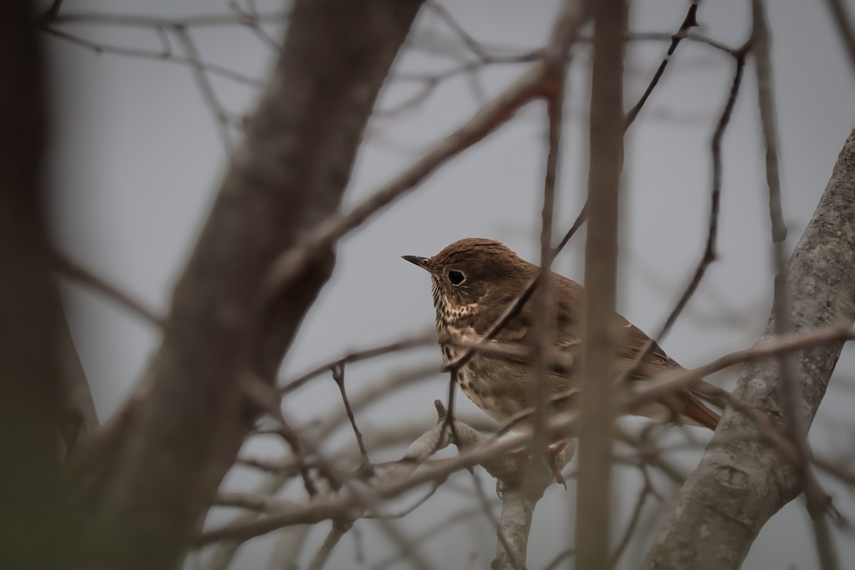 Hermit Thrush - ML646455830