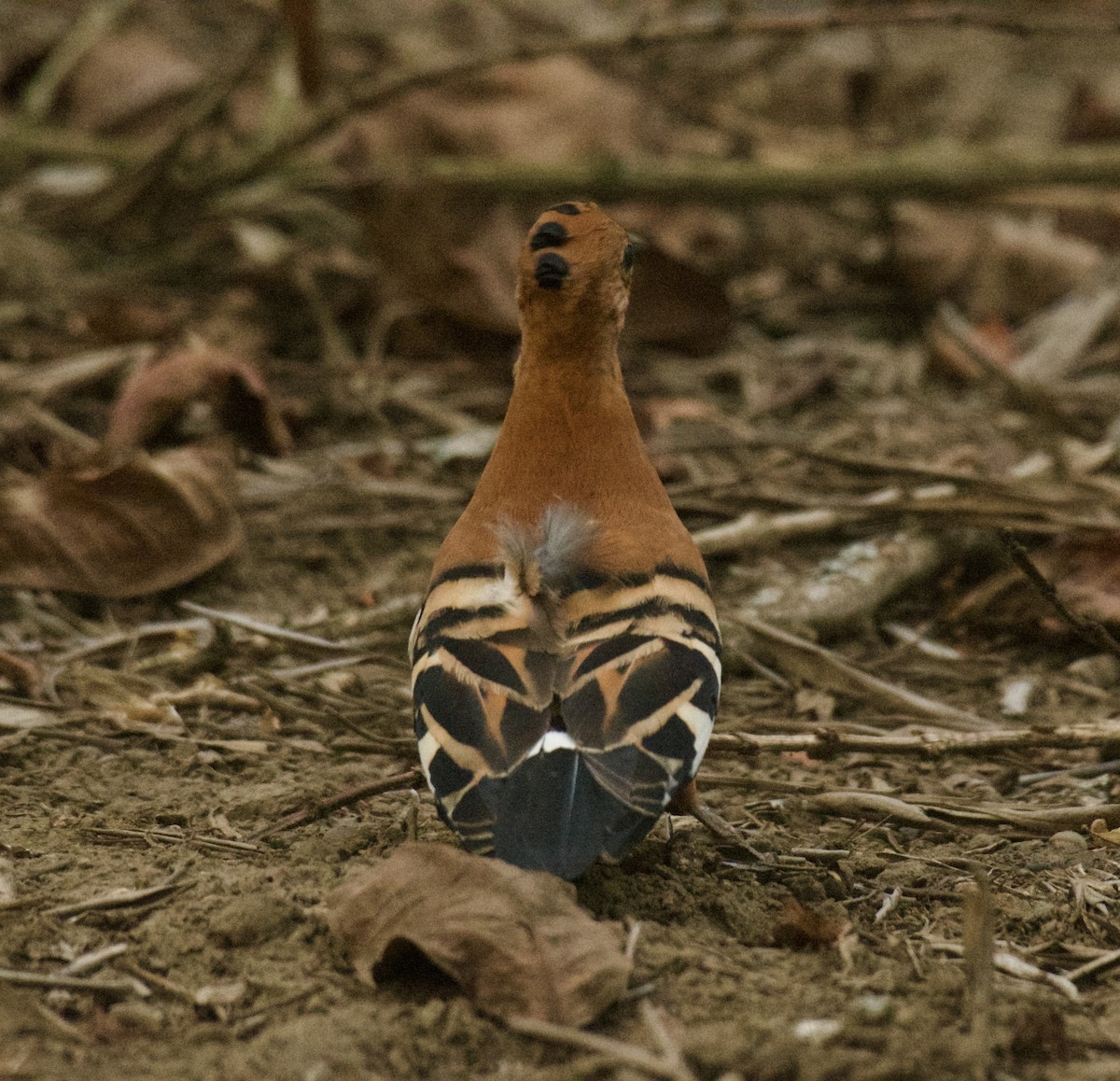 Argi-oilar arrunta (afrikarra) - ML646455832