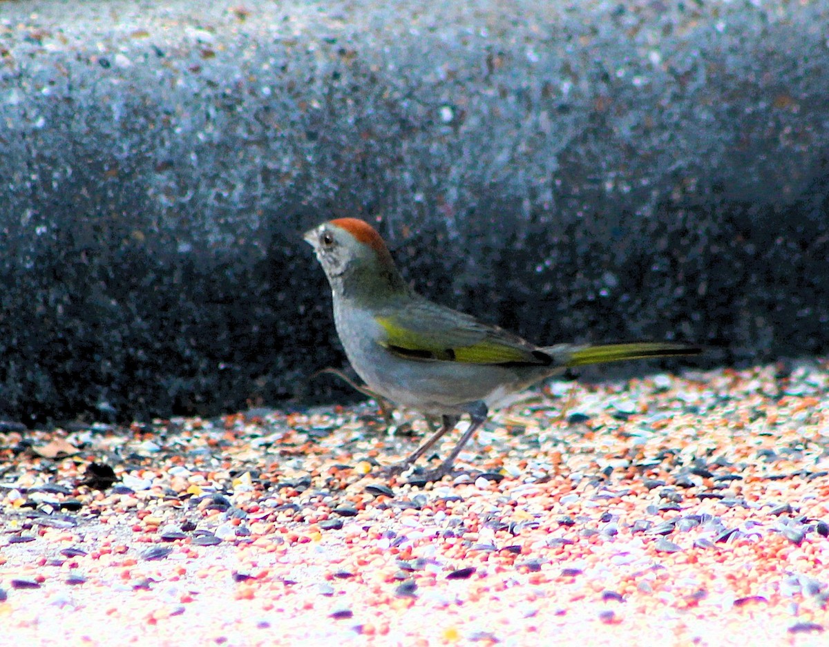 Green-tailed Towhee - ML646455835