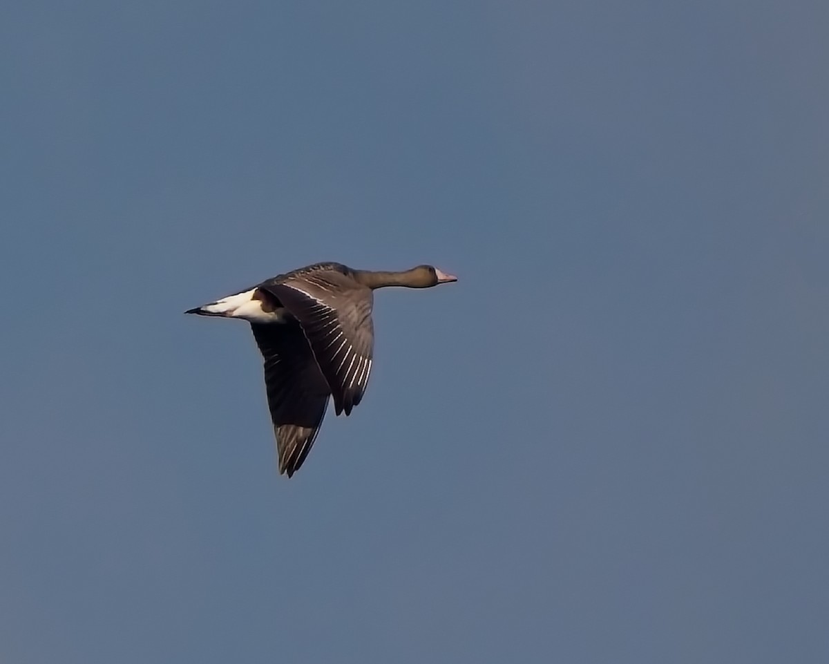 Greater White-fronted Goose - ML646455836