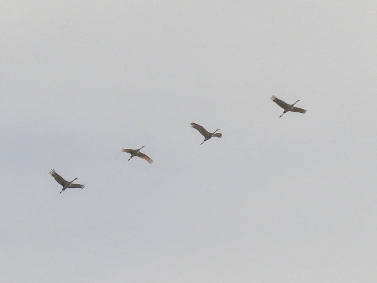 Sandhill Crane - ML646455837