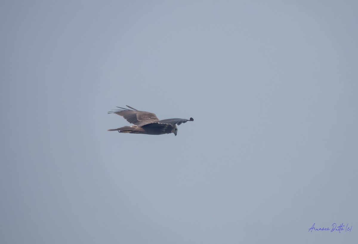 Eastern Marsh Harrier - ML646455841