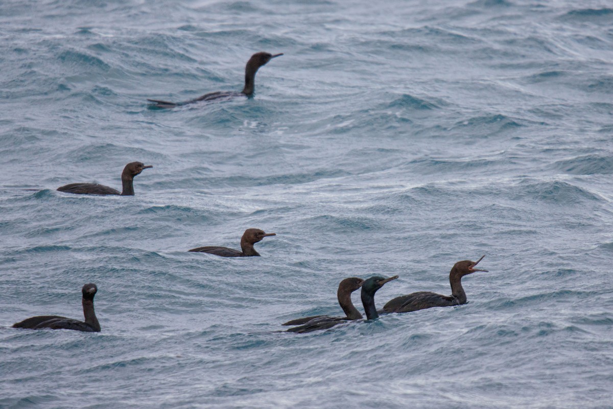 海鸕鷀 - ML646455842