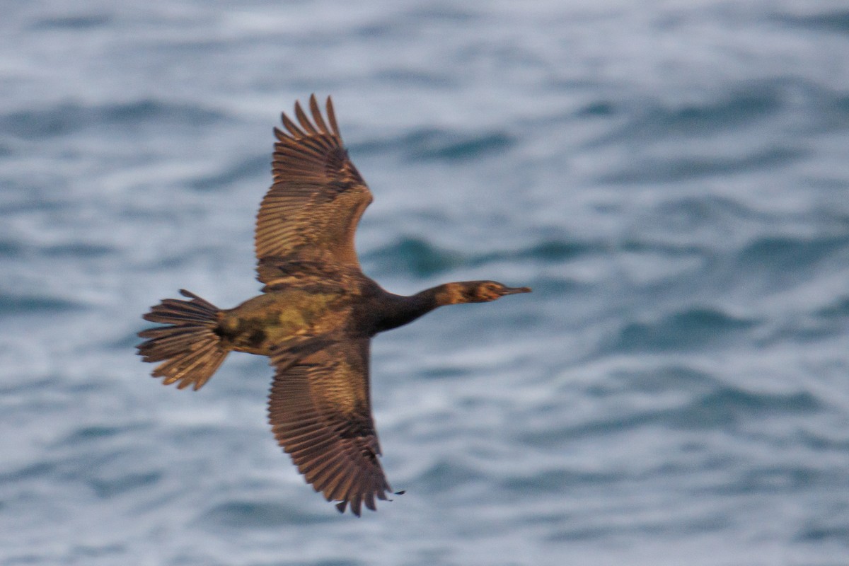 海鸕鷀 - ML646455843