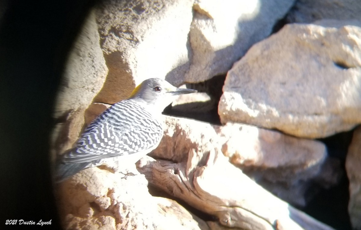 Golden-fronted Woodpecker - ML646455844