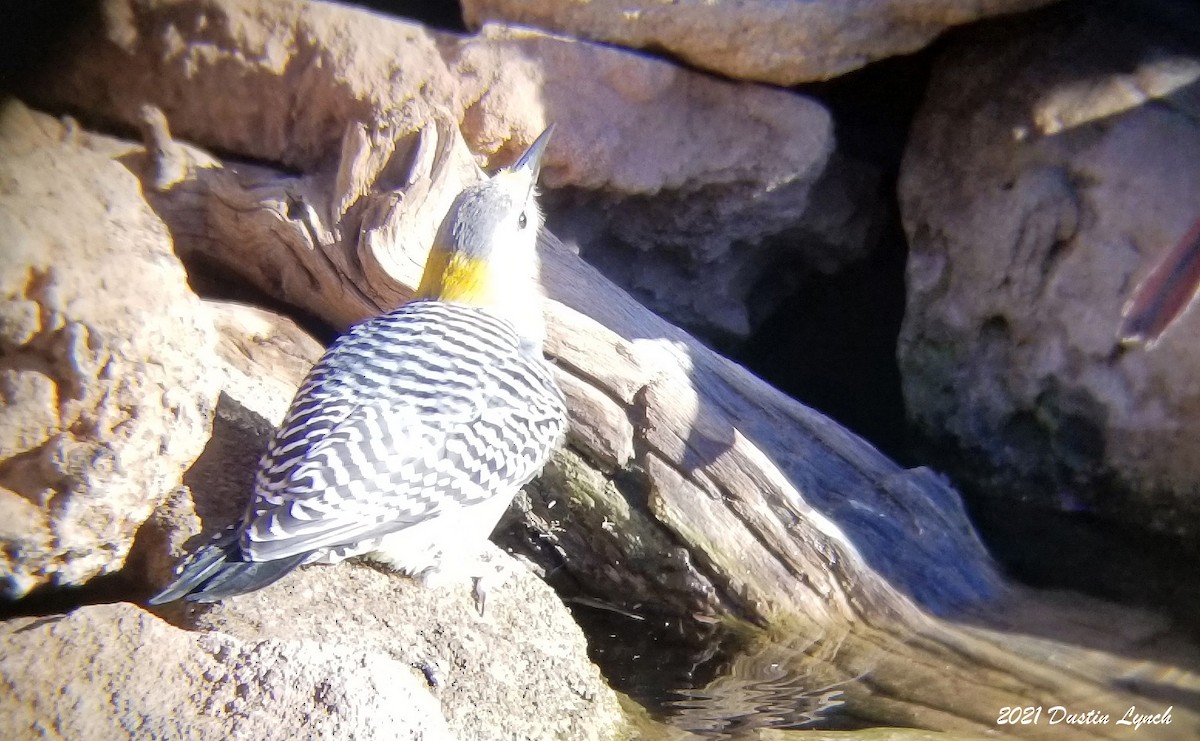 Golden-fronted Woodpecker - ML646455845