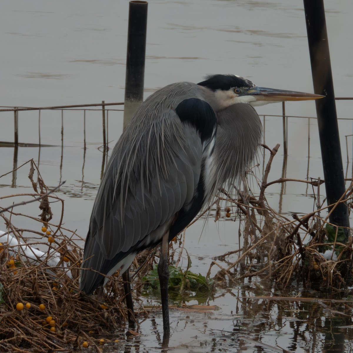 Garza Azulada - ML646455847