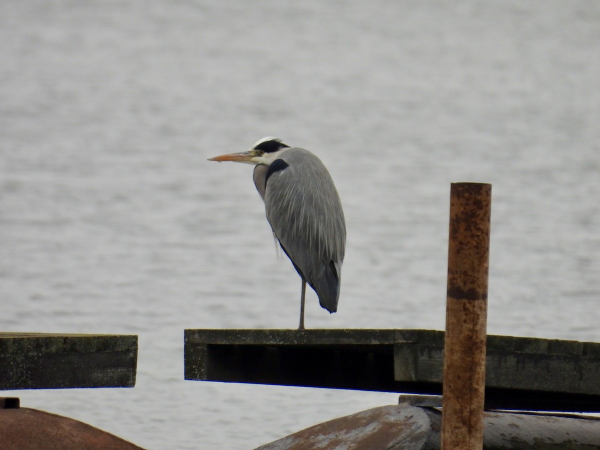 Gray Heron - ML646455848