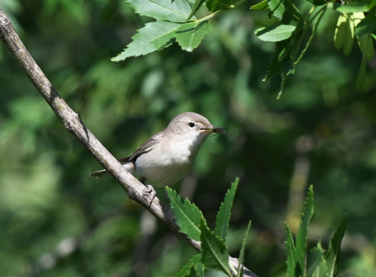 Ak Mukallit - ML646455849